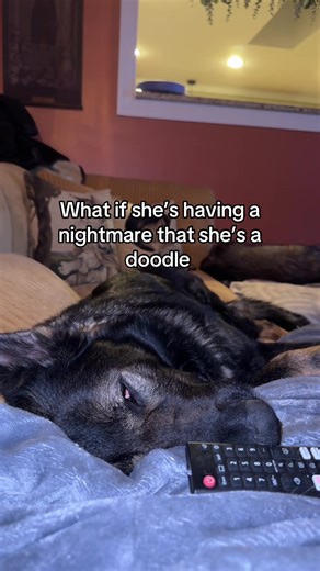 Nightmares of a Doodle: A Dog's Dream World