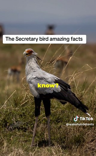 Animalfacts on TikTok