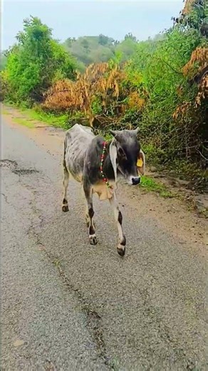 jay gaumata #shorts #gaumata #yshorts
