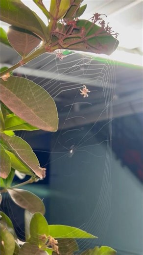 Nature's Architect - Spider Building an Intricate Web on Green Leaves