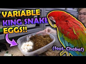 Our Variable King and Corn Snakes Laid Eggs!