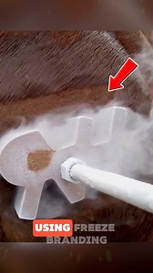 14K views · 18 reactions | Horses Identified Through Freeze Branding...