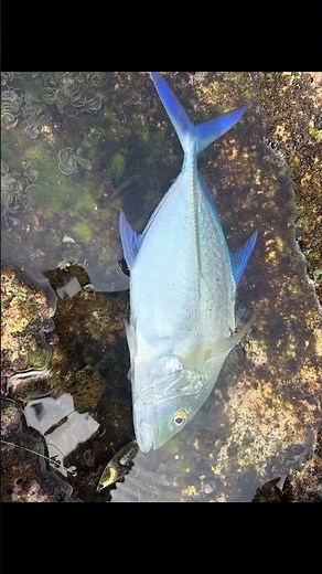 藍鰭鰺｜台灣最南端合法釣點 墾丁實釣記錄 #墾丁 #fishing #路亞 #藍鰭鰺