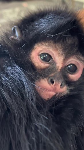 Adorable Fluffy Monkeys Sniffing Finger GIF