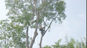 Tree removal trimming pruning maintenance service tree