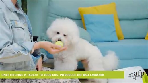 Watch Dog Ball Launcher on Amazon Live