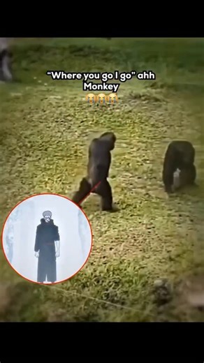 Modulo on Instagram: "Mojurō is a new short manga series by Jujutsu Kaisen creator Gege Akutami, with art by Yuji Iwasaki. It begins serialization in Weekly Shōnen Jump in September 2025, planned to run about six months (three volumes). The story takes place after the end of Jujutsu Kaisen and follows Yuka and Tsurugi Okkotsu, the grandchildren of Yuta Okkotsu and Maki Zenin. Yuka inherits Yuta’s cursed ring tied to Rika, while Tsurugi lacks cursed energy and must rely on tools. This imbalance f