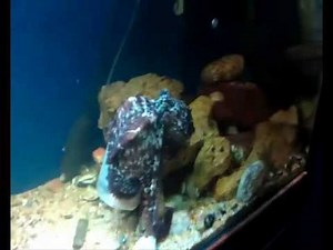 Octopus opening a jar