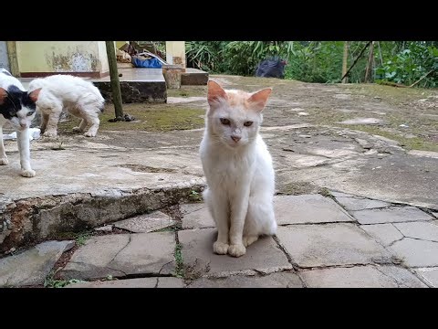 The behavior of stray cats, which is sometimes adorable, is also sometimes annoying