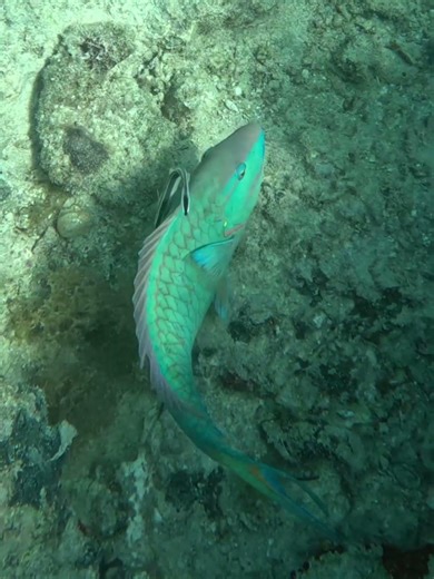 Remora, La Remora, on a Parrotfish, Loro, on coral reef in Caribbean Sea #remora #laremora