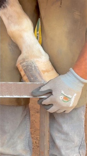 Mare hoof cleaning trimming, professional Farrier work, amazing USA horse .🐴