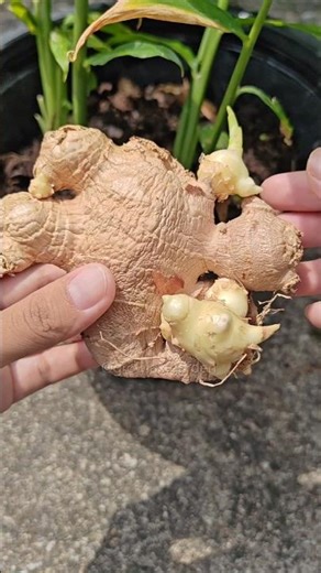 how to grow ginger form a sprout #garden #gardening #ginger #howto #farmer #shorts #youtubeshorts