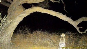 A male cheetah caught in a sudden thunderstorm — a rare and powerful sight. Our hunting areas support a thriving yet fragile cheetah population, protected through responsible wildlife management and conservation-driven hunting practices. Every species plays a vital role in this ecosystem, and it’s our duty to ensure they continue to thrive. | Schalk Pienaar Safaris Namibia