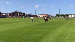 Animals interfere in sports in the funniest unexpected ways