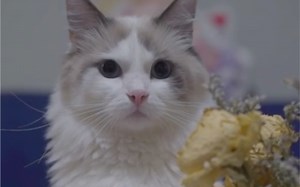 【SEVEN遇上猫】辛巴居然变成了寡姐？！