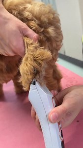 14K views · 705 reactions | Doodly woodly cockapoo and her first cosmetic groom 﫶✂️ #doggram #doggrooming #garbaniusgrooming #cockapoo #cockapoopuppy | Garbanius Grooming | Facebook