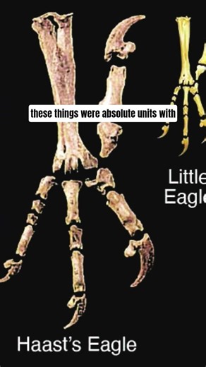 Haast’s Eagle: New Zealand’s Giant Predator of the Skies 🦅🇳🇿