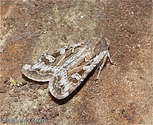 Army cutworm - Alchetron, The Free Social Encyclopedia