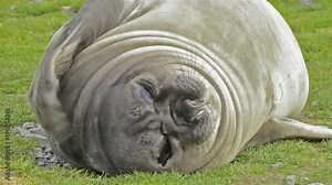Female southern elephant seal scratching fur at Salisbury Plain on South Georgia Island.