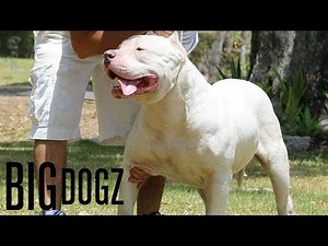 Frozen - The 130lbs ‘Polar Bear’ Pitbull | BIG DOGZ