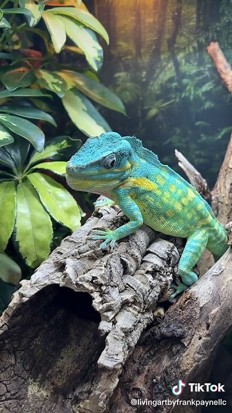 This guy was FIRED UP today!! The Blue Beauty Anole (Anolis equestris potior) are one of the largest and rarest anoles in the world and working with them is one of the best decisions I’ve made in my herpetoculture “career”. This season has been fantastic with them. I’ll have a few more pairs available in the winter and spring. #rare #rarereptile #flex #anole #anolisequestrispotior #bluebeauty #lizard #lizards #rarelizard #reptilebreeder #livingart