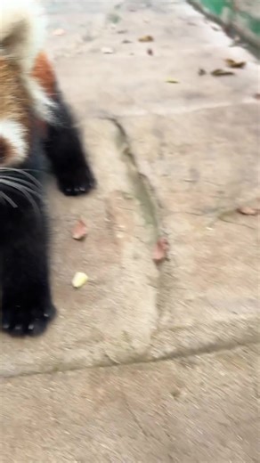 Adorable Red Panda Compilation