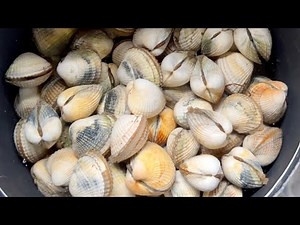 Coastal Foraging - Clams, Cockles and Shellfish - Homemade Clam Chowder | The Fish Locker
