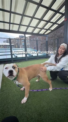 Viveca ♡ on Instagram: "To adopt, please visit: nycacc.org/adoption/process ad. @getjoyfood was SO kind in spoiling the babies with their single ingredient Beef Freeze Dried Raw Treats. The dogs went CRAZY for them and loved the Beef Heart, Liver and Kidney. They’re also donating a bag of food to a shelter in need for every bag purchased 🤍 Status: all available for adoption unless specified. You can download the @nycacc app or view their full profiles on the website 🤍 🐾 Bean (241340) — JUST a