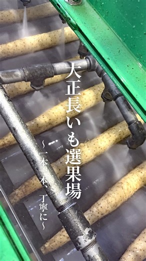 ＪＡ帯広大正/メークイン産業 on Instagram: "【大正長いも選果場👷‍♂️】 こんにちは！JA帯広大正です😎 今回は「大正長いも」選果場の様子をお届けします！ こんなにも丁寧に扱われているって、知っていましたか？🤍 大正長いもはとても繊細。 折れないように、傷つかないように、 目で見て、手で確かめながら 一本一本、やさしく丁寧に選別・選果されています。 真っ白に仕上がった大正長いもは、 全国、そして台湾をはじめとする海外へ🚚🌏 想いとともに、大切に届けられています🫶 🛒令和7年産 大正長いも ネットマート メイ・クイーンで販売中！ ▶ https://ja-taisho.shop/（プロフィールのリンクから🔗） 🎁そして… 近日中に、この大正長いもがゲットできる キャンペーンも計画中🤫✨ ぜひフォローして、楽しみに待っていてくださいね♡ #JA帯広大正 #大正長いも #選果場 #十勝 #プレゼントキャンペーン"