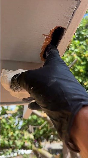 Woodepox dry rot repair