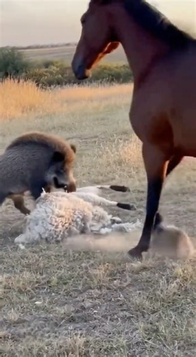 Sheep in Danger Until a Brave Horse Rushes In.