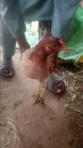 “Hen Clucking Sound | Chicken Sound Calling Chicks”