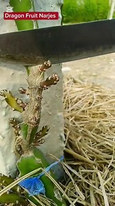 573K views · 5K reactions | ✂️ التقليم سرّ مواصلة الإنتاج! ✂️ حتى...