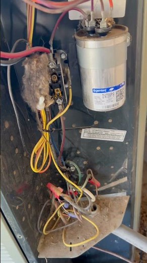 Mouse ￼electrocuted itself