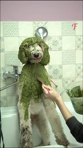 34K views · 203 reactions | After grooming, the Circus poodle is ready for new tours #FabiosaAnimal #Fabiosa #animals #dog #animallover | Fabiosa Philippines | Facebook