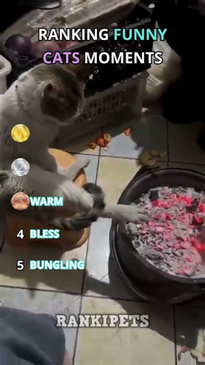 Ranking the Funniest Cat Fails 😹