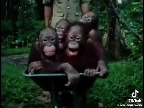 Really wild animals spin vhs (1995)