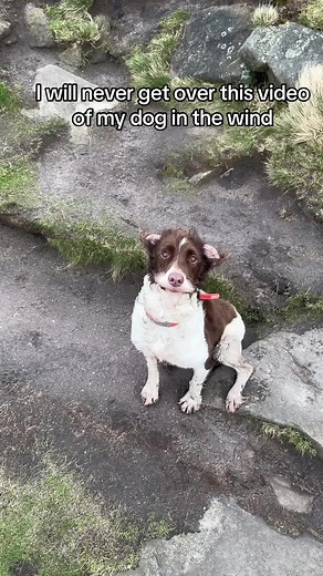 English Springer Spaniel Enjoying Windy Day in the Countryside