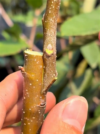 Fruit Tree Branch Grafting Techniques Explained