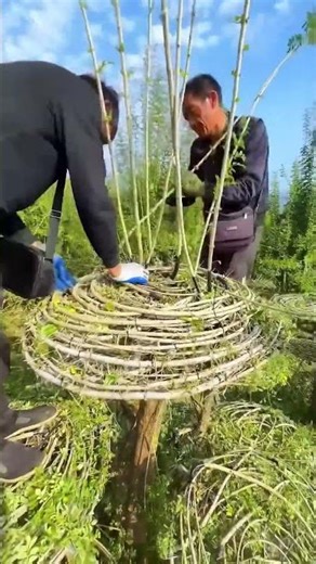 Collaborative making process of special shapes for landscape trees