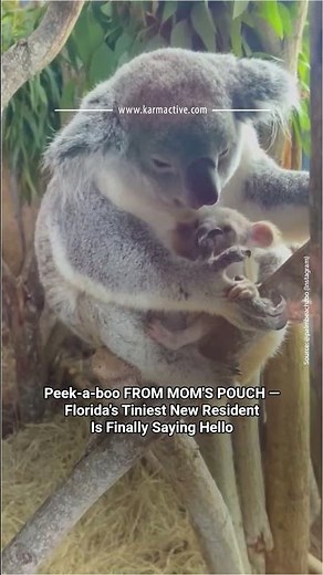 Florida Zoo's First-Ever Koala Joey Is Peeking Out Of Mom's Pouch — Here's What It Means