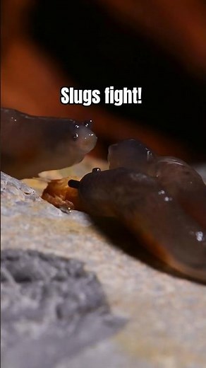 Epic slug fight part 2