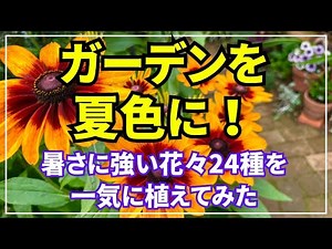 [Summer gardening] Create a bright summer garden with flowers that can withstand the heat. Introd...