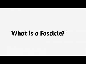 What is a Fascicle ?