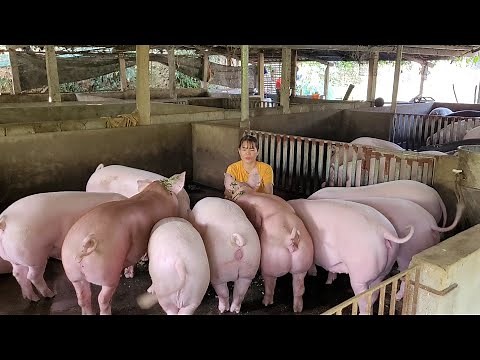 Caring for pigs from birth to adult pigs, the process of 6 months old. (Episode 103).