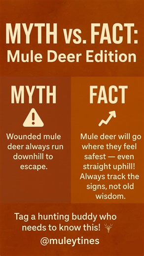 5K views · 12 reactions |  MYTH vs. FACT: Mule Deer Edition  ❌ Myth: Wounded mule deer always run downhill. ✅ Fact: They go wherever they feel safest — even straight uphill! When tracking, don’t rely on “old wisdom” — follow the actual signs the deer leaves behind. Tag your hunting buddy who still believes the myth! Follow @muleytines for more hunting insights. | Muley Tines | Facebook