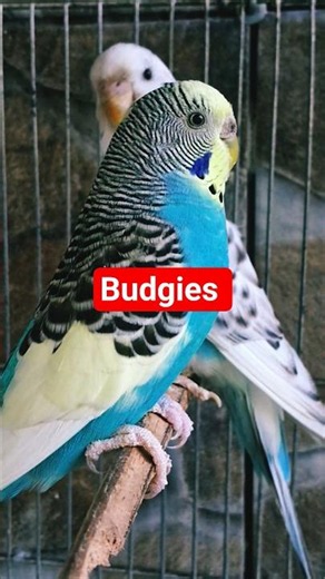 Budgerigar | An amazing and wonderful pet bird #budgies #pets