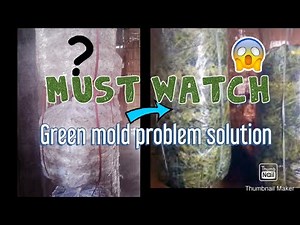 GREEN MOLD In Mushroom Farm Probelm-Solution || Trichoderma ko kese hatay mshroom farm se