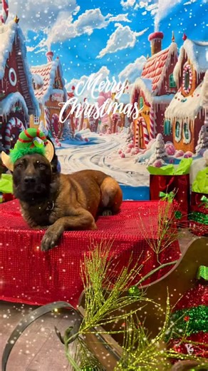 K9 Axel on Instagram: "Our wish this year is that all K9 teams working the holidays get a bite. Amen🙏 #merrychristmas #happyholidays #dog #fyp #instalike"