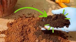 5 Early Spring Tips For Your Garden